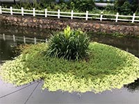 水草种植人工生态浮岛的优势有哪些