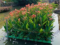 人工生物浮床与净化水质的关系介绍